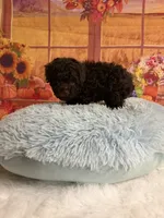 Knox, a male Poodle - Toy  for sale in Ripley, MS – 5 of 6