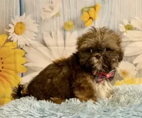 Hank, a male Shih Tzu for sale in Ripley, MS – 7 of 10