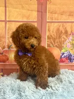 Red , a male Poodle - Miniature  for sale in Ripley, MS – 4 of 6