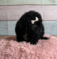 Star, a female Poodle - Toy  for sale in Ripley, MS – 8 of 8
