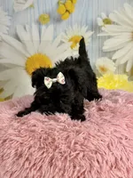 Minnie, a female Morkie for sale in Ripley, MS – 8 of 10