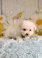 Archie , a male Poodle - Toy  and Poodle - Miniature  for sale in Ripley, MS – 8 of 10