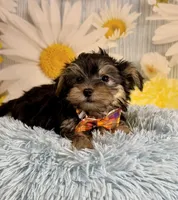 Tucker, a male Morkie for sale in Ripley, MS – 3 of 10