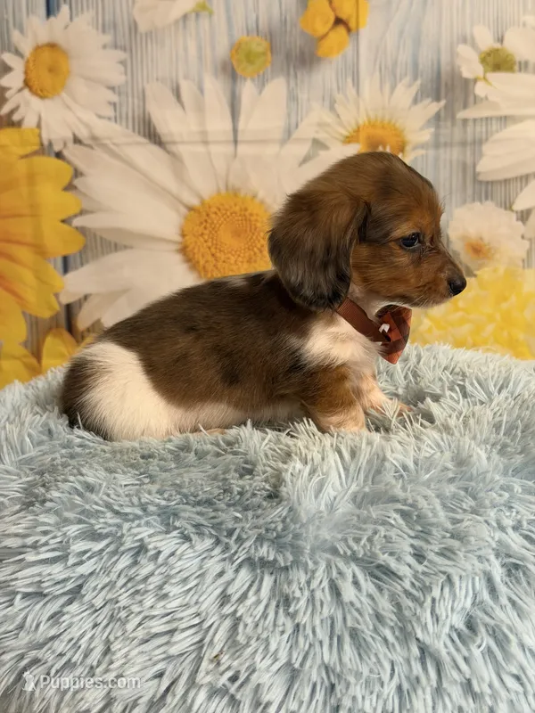 Tucker – Miniature Dachshund puppy for sale in Ripley, MS