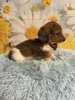 Tucker, a male Miniature Dachshund for sale in Ripley, MS – 1 of 7
