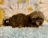 Hank, a male Shih Tzu for sale in Ripley, MS – 2 of 10