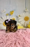 Josie, a female Yorkshire Terrier for sale in Ripley, MS – 8 of 10