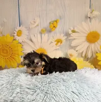 Tucker, a male Morkie for sale in Ripley, MS – 6 of 10