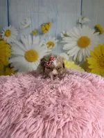 Emma, a female Poochon for sale in Ripley, MS – 5 of 8