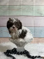 Coco, a female Shih Tzu for sale in Ripley, MS – 2 of 8