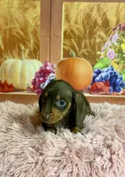 Tippy, a female Miniature Dachshund for sale in Ripley, MS – 4 of 6