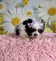 Dot, a female Pekingese and Shih Tzu for sale in Ripley, MS – 5 of 8
