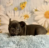 Loki, a male French Bulldog for sale in Ripley, MS – 6 of 9