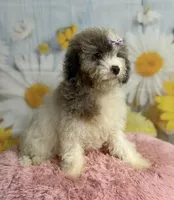 Lilly, a female Cavapoo for sale in Ripley, MS – 6 of 10