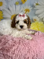 Willow, a female Cavapoo for sale in Ripley, MS – 2 of 10