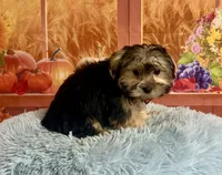 Tito, a male Morkie for sale in Ripley, MS – 1 of 8