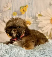 Hank, a male Shih Tzu for sale in Ripley, MS – 3 of 10