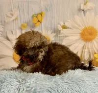 Hank, a male Shih Tzu for sale in Ripley, MS – 4 of 10