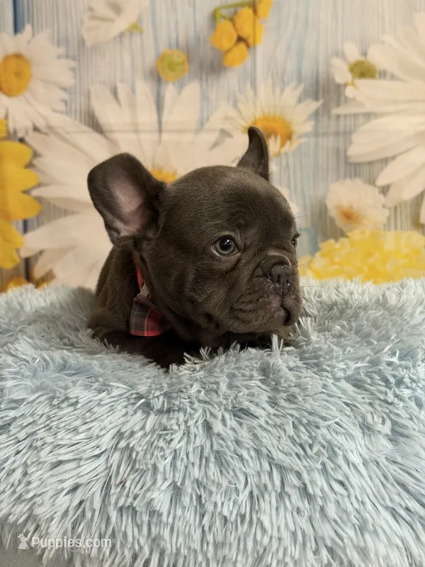 Loki – French Bulldog puppy for sale in Ripley, MS
