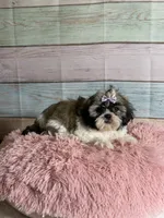 Sybil, a female Shih Tzu for sale in Ripley, MS – 4 of 7