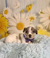 Skylar , a male Teddy Roosevelt Terrier for sale in Ripley, MS – 4 of 10