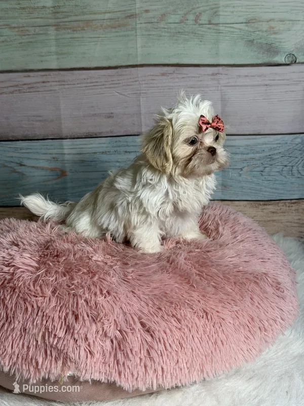 Snow – Shih Tzu puppy for sale in Ripley, MS