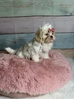 Snow, a female Shih Tzu for sale in Ripley, MS – 1 of 7