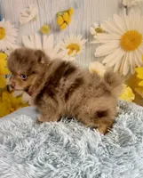 Jasper, a male Pomeranian for sale in Ripley, MS – 10 of 10