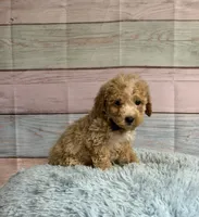 Arlo, a male Poodle - Toy  for sale in Ripley, MS – 3 of 7