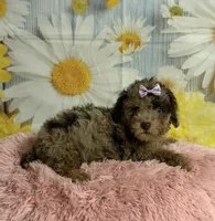 Rain, a female Poodle - Toy  for sale in Ripley, MS – 7 of 9