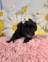 Kate, a female Miniature Schnauzer for sale in Ripley, MS – 5 of 10