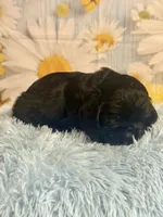 Coal, a male Cocker Spaniel for sale in Ripley, MS – 7 of 8