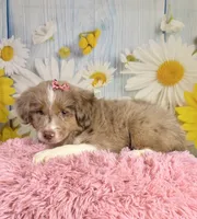 Hannah, a female Miniature Australian Shepherd for sale in Ripley, MS – 2 of 8