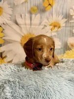 Todd, a male Miniature Dachshund for sale in Ripley, MS – 3 of 10