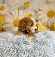Otis, a male Miniature Goldendoodle for sale in Ripley, MS – 8 of 10