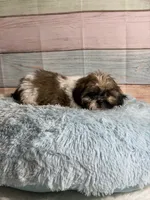 Frank, a male Shih Tzu for sale in Ripley, MS – 3 of 10