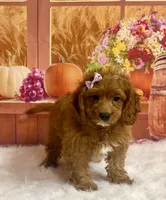 Pearl, a female Cavapoo for sale in Ripley, MS – 2 of 7