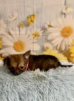     Chip, a male Chihuahua for sale in Ripley, MS – 8 of 8