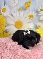 Kate, a female Miniature Schnauzer for sale in Ripley, MS – 3 of 10