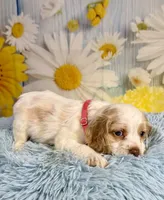 Nash, a male Cocker Spaniel for sale in Ripley, MS – 4 of 5