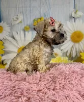 Nova, a female Miniature Schnauzer for sale in Ripley, MS – 5 of 10