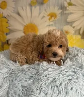 Enzo, a male Poochon for sale in Ripley, MS – 6 of 6