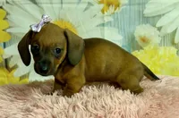 Peaches, a female Miniature Dachshund for sale in Ripley, MS – 2 of 10