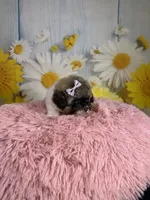     Violet, a female Poodle - Toy  for sale in Ripley, MS – 7 of 10