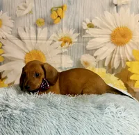 Copper, a male Miniature Dachshund for sale in Ripley, MS – 3 of 10