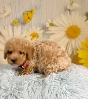 Groot, a male Poochon for sale in Ripley, MS – 4 of 8