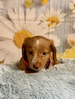 Todd, a male Miniature Dachshund for sale in Ripley, MS – 2 of 10