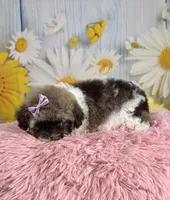     Violet, a female Poodle - Toy  for sale in Ripley, MS – 4 of 10