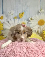 Hannah, a female Miniature Australian Shepherd for sale in Ripley, MS – 7 of 8