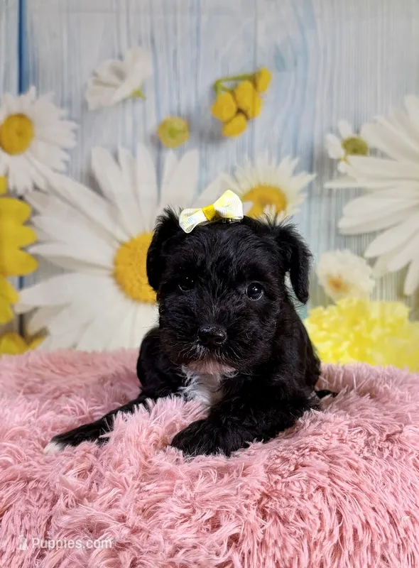Nova  – Miniature Schnauzer puppy for sale in Ripley, MS